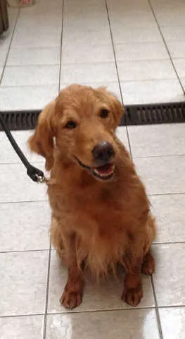Cachorro raça Golden Retriver idade 6 ou mais anos nome Scot