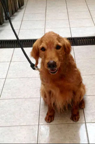 Cachorro ra a Golden Retriver idade 6 ou mais anos nome Scot