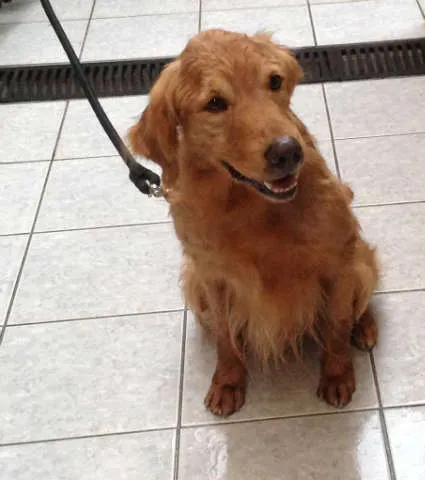 Cachorro ra a Golden Retriver idade 6 ou mais anos nome Scot
