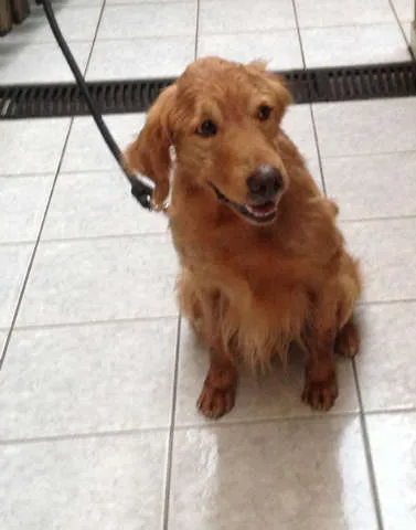 Cachorro ra a Golden Retriver idade 6 ou mais anos nome Scot