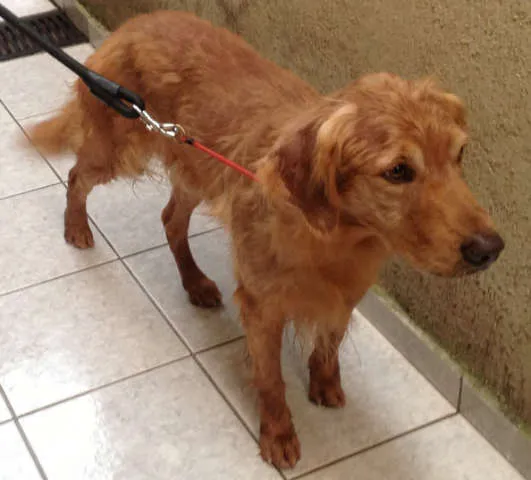 Cachorro ra a Golden Retriver idade 6 ou mais anos nome Scot