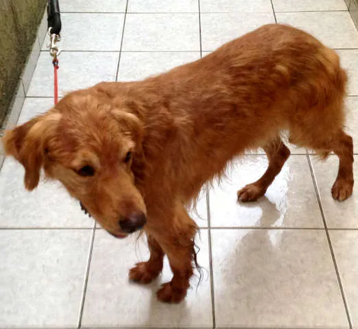 Cachorro ra a Golden Retriver idade 6 ou mais anos nome Scot