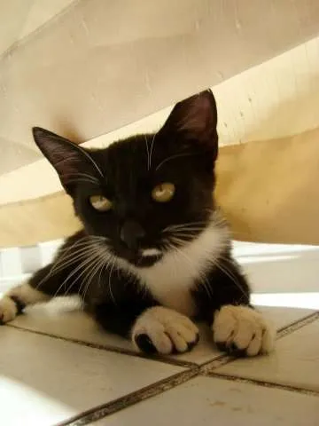 Gato ra a SDR idade 2 a 6 meses nome Greta Garbo