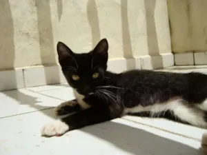 Gato raça SDR idade 2 a 6 meses nome Greta Garbo