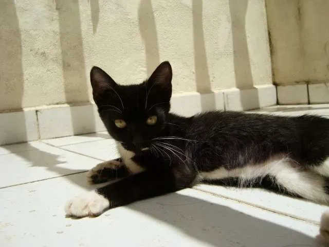 Gato ra a SDR idade 2 a 6 meses nome Greta Garbo