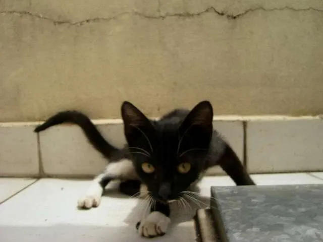 Gato ra a SDR idade 2 a 6 meses nome Greta Garbo