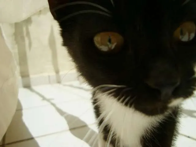 Gato ra a SDR idade 2 a 6 meses nome Greta Garbo