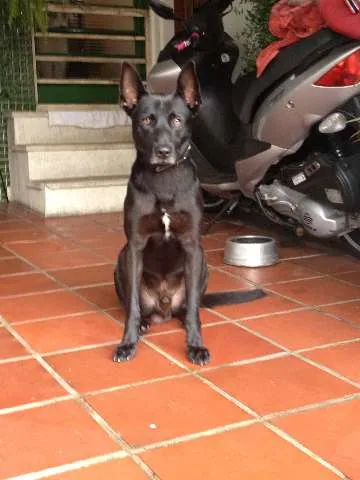 Cachorro raça SRD idade 1 ano nome Mandela