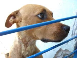 Cachorro raça Pitbull idade 7 a 11 meses nome PIT