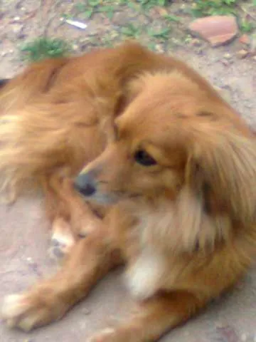 Cachorro ra a Vira Lata idade 5 anos nome Bebel