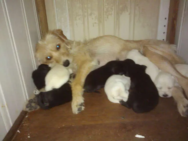 Cachorro ra a  idade Abaixo de 2 meses nome Nao tem nomes