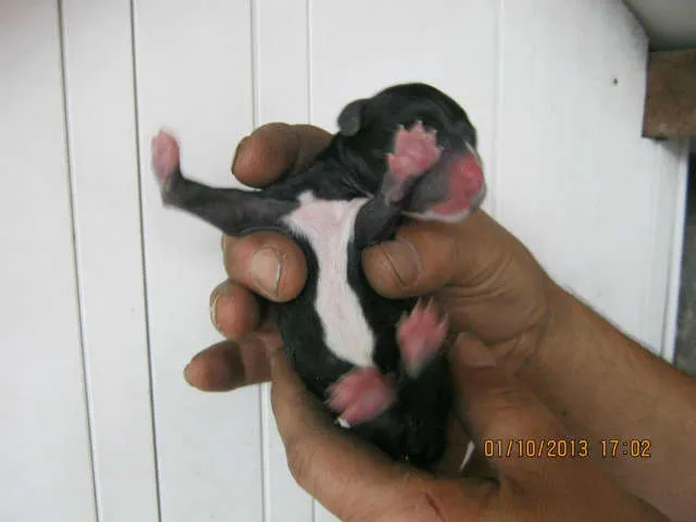 Cachorro ra a  idade Abaixo de 2 meses nome Nao tem nomes