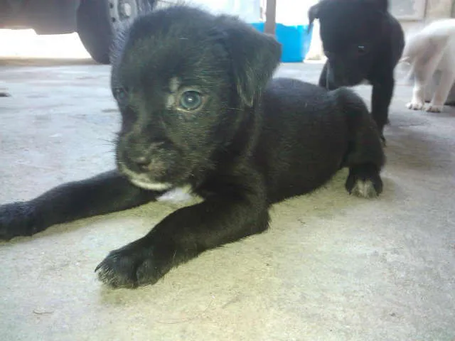 Cachorro ra a  idade Abaixo de 2 meses nome Nao tem nomes