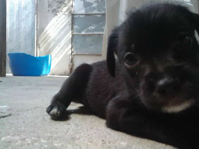 Cachorro ra a  idade Abaixo de 2 meses nome Nao tem nomes
