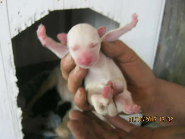 Cachorro ra a  idade Abaixo de 2 meses nome Nao tem nomes