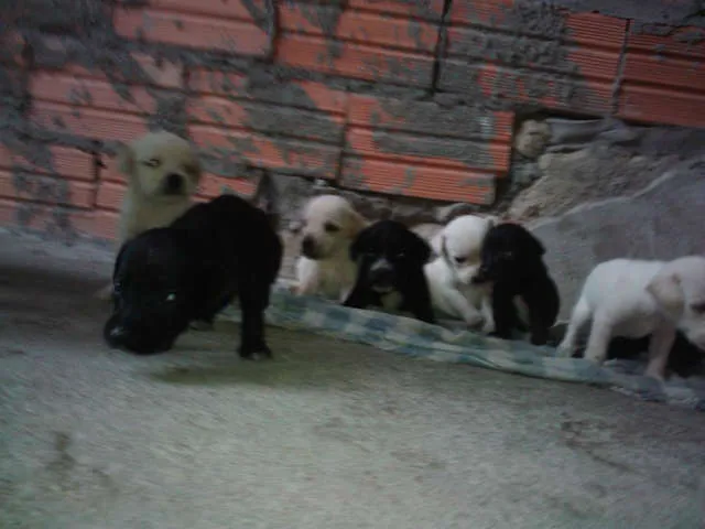 Cachorro ra a  idade Abaixo de 2 meses nome Nao tem nomes