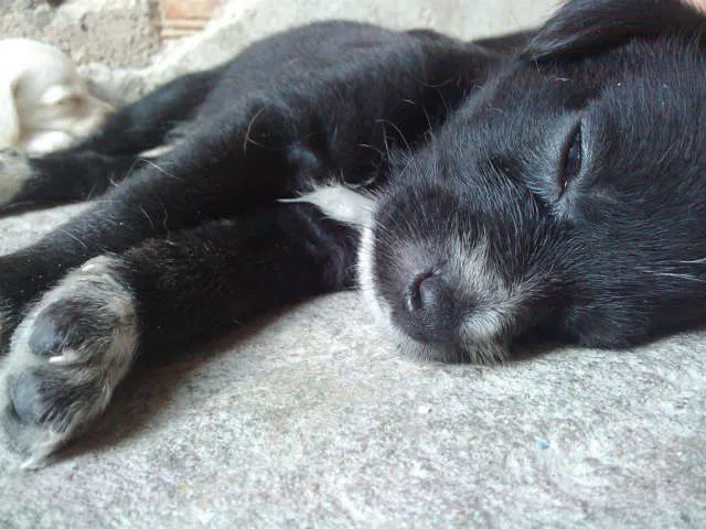 Cachorro ra a  idade Abaixo de 2 meses nome Nao tem nomes