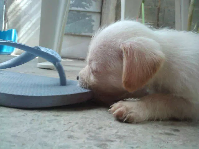 Cachorro ra a  idade Abaixo de 2 meses nome Nao tem nomes