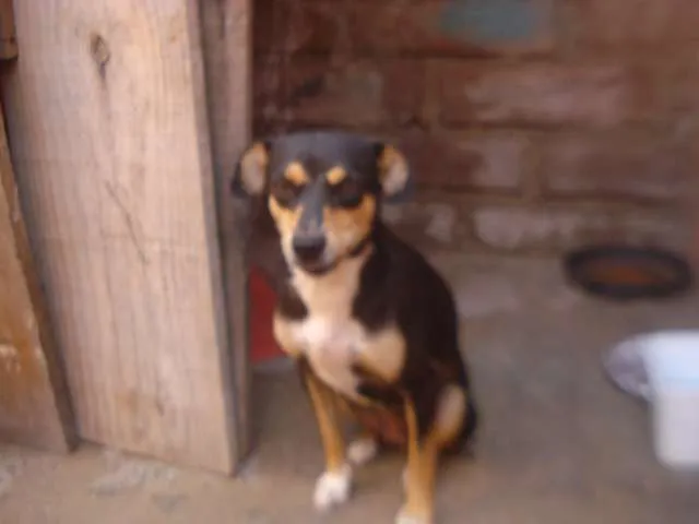 Cachorro ra a srd idade 1 ano nome Pretinha