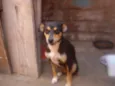 Pretinha