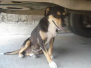 Cachorro raça srd idade 1 ano nome Pretinha