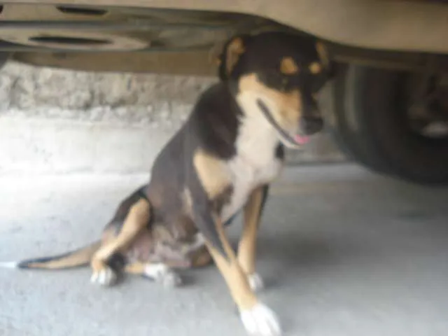 Cachorro ra a srd idade 1 ano nome Pretinha