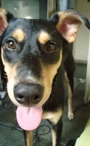 Cachorro raça Vira-lata idade 3 anos nome Apolo