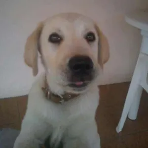 Cachorro raça Labraor idade 7 a 11 meses nome Tom