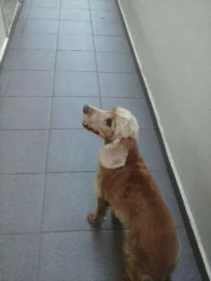 Cachorro raça Cocker idade 5 anos nome Nina