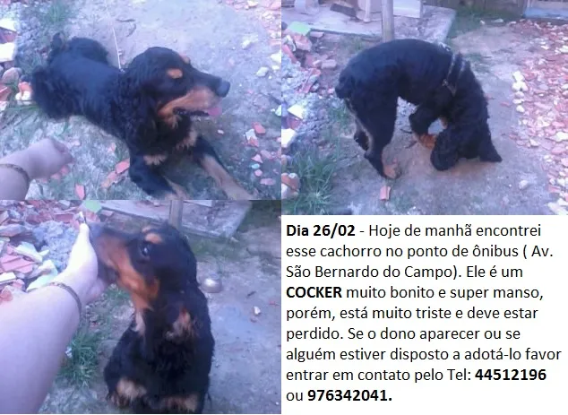 Cachorro ra a Cocker idade  nome Apelidado de Luck