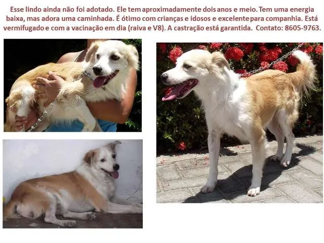 Cachorro raça SRD idade 2 anos nome Pingo