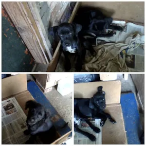 Cachorro raça Mix Fox idade 2 a 6 meses nome Fofuchos