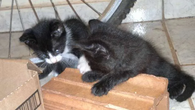 Gato ra a vários idade Abaixo de 2 meses nome 5 gatinhos