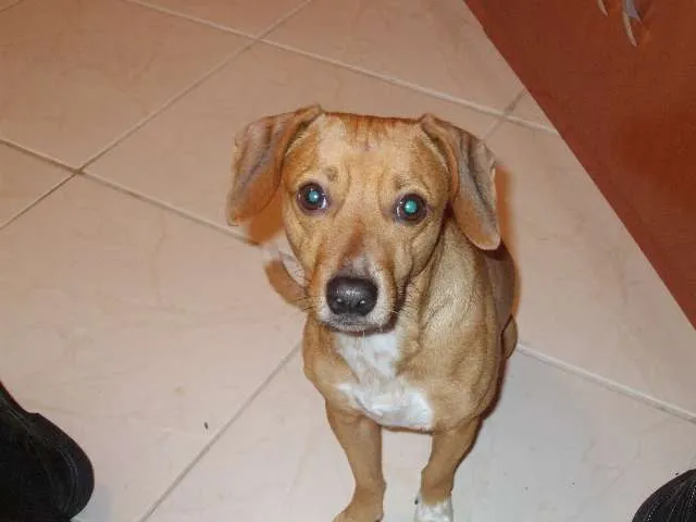 Cachorro ra a salsichinha+beagle (SRD) idade 6 ou mais anos nome Téo GRATIFICA