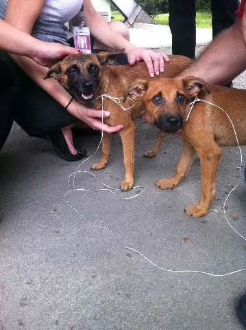 Cachorro ra a indefinida idade 1 ano nome Frida e Diego