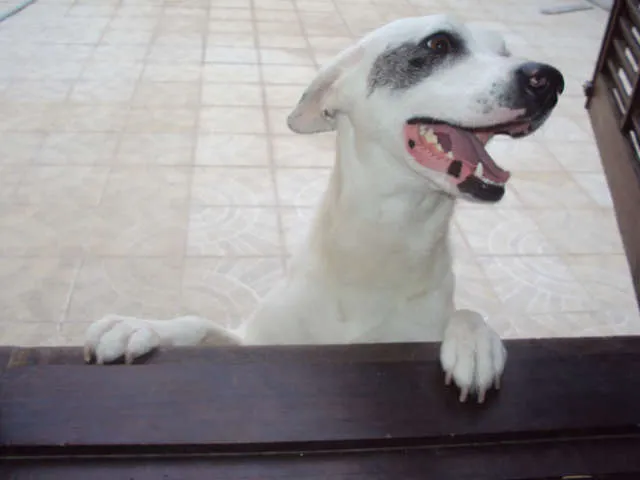 Cachorro ra a SDR idade 1 ano nome JACK