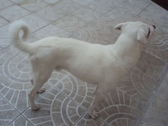 Cachorro ra a SDR idade 1 ano nome JACK