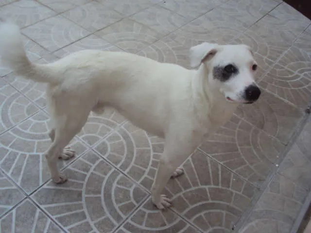 Cachorro ra a SDR idade 1 ano nome JACK