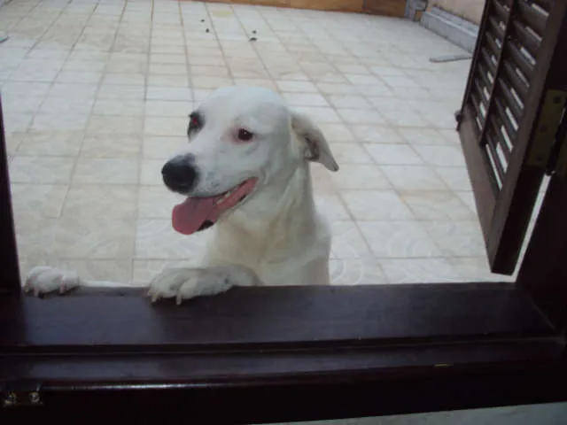 Cachorro ra a SDR idade 1 ano nome JACK