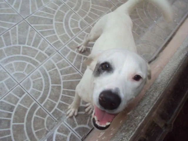 Cachorro ra a SDR idade 1 ano nome JACK