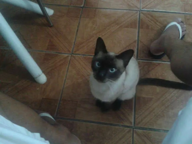 Gato ra a Siamês idade 2 a 6 meses nome Sem nome