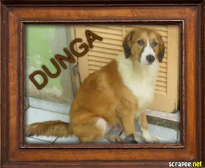 Cachorro raça srd idade 1 ano nome dunga