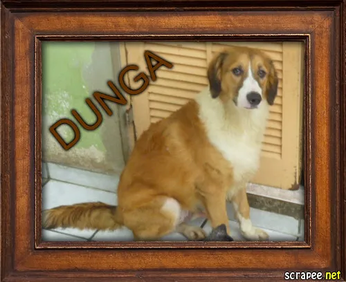Cachorro ra a srd idade 1 ano nome dunga