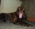 Marrom - labrador