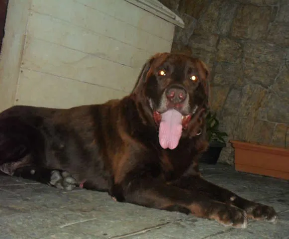 Cachorro ra a Labrador idade 5 anos nome Marrom - labrador