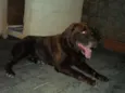Marrom - labrador