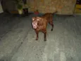 Marrom - labrador