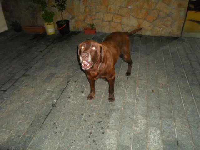 Cachorro ra a Labrador idade 5 anos nome Marrom - labrador