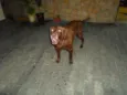 Marrom - labrador