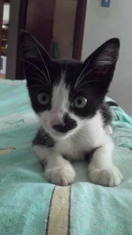 Gato ra a vira lata idade 2 a 6 meses nome Mia GRATIFICA